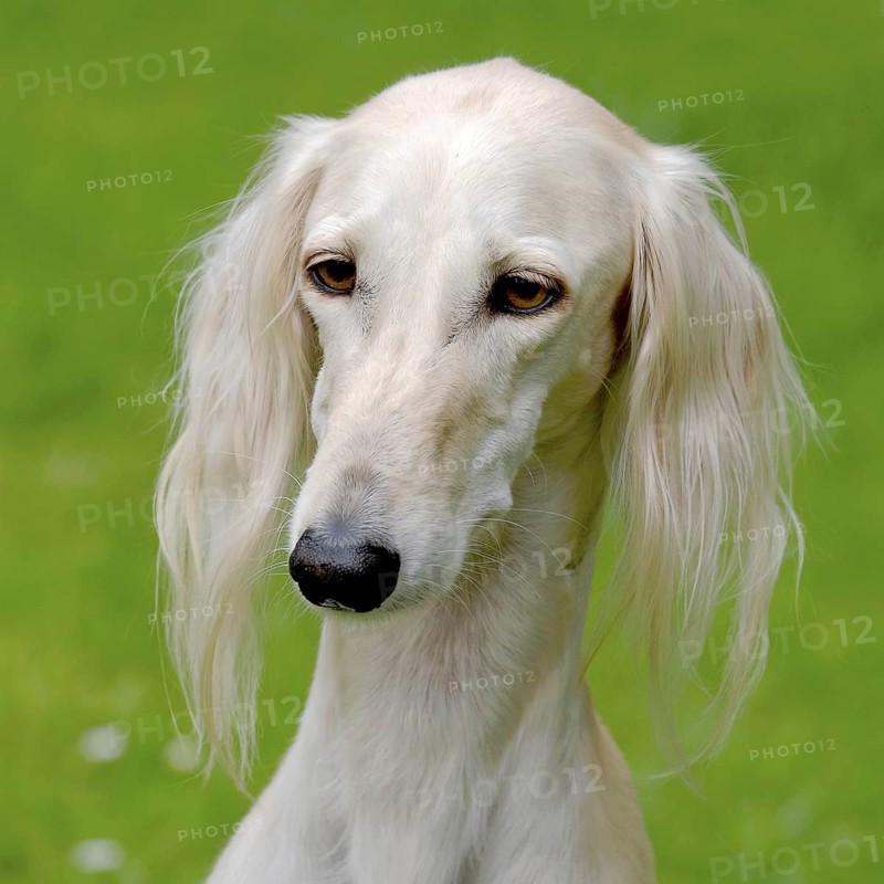 Typical white Saluki dog on a green grass lawn