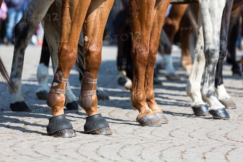 The legs of horses of Horse police units. Policemen and policewomen are participating in a parade at Saint Theodore's day