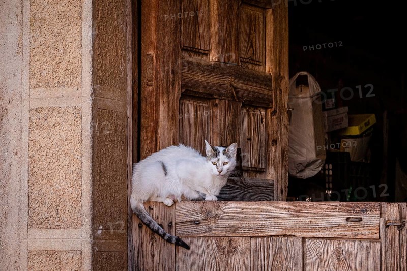 Cat in a portal, Romanillos de Atienza, Guadalajara province, Spain