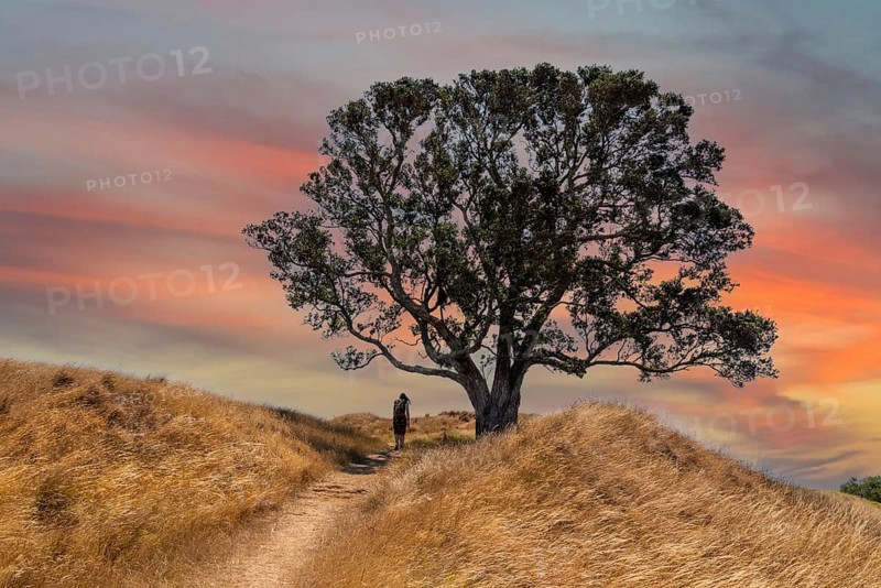 A hiker hiking on a hill passing a big tree, a scenic sky above her