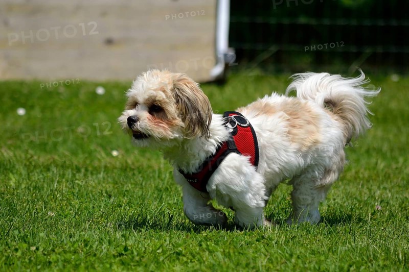 Puppy runs freely in a green meadow