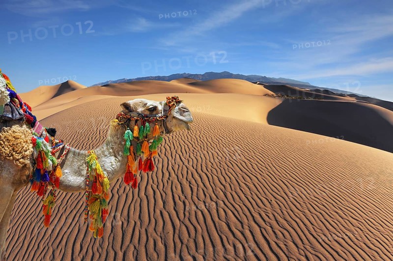 The magnificent Arabian camel in the desert sand. Dromedary decorated with picturesque harness and bright red blanket