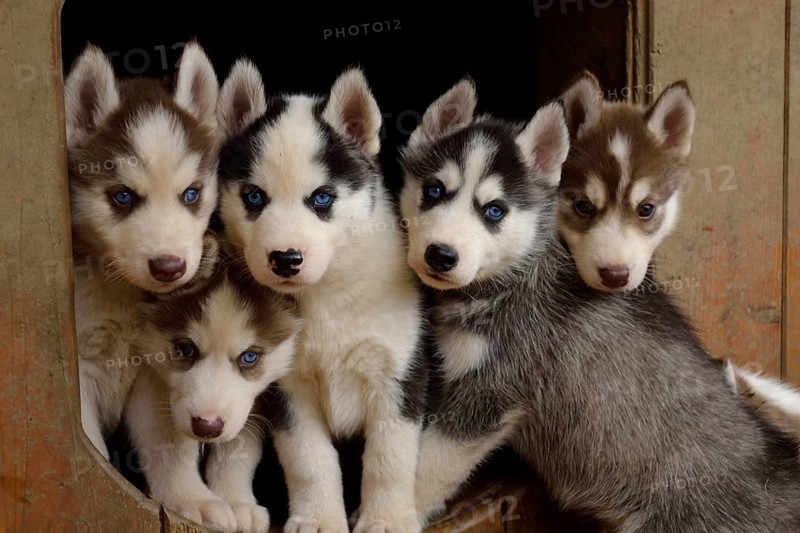 Husky puppy quintet looks trustingly at the camera