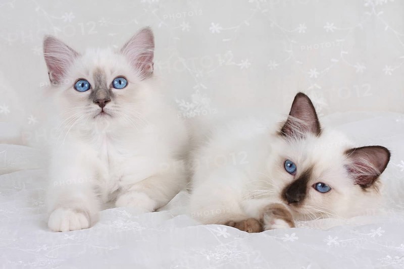 SACRED BIRMAN CAT, SACRED CAT OF BIRMA, BIRMAN CAT, LITTER, BLUE-POINT, SEAL-POINT