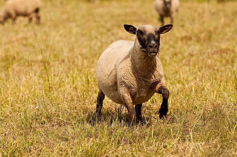 Freshly shorn grazing sheep in a meadow
