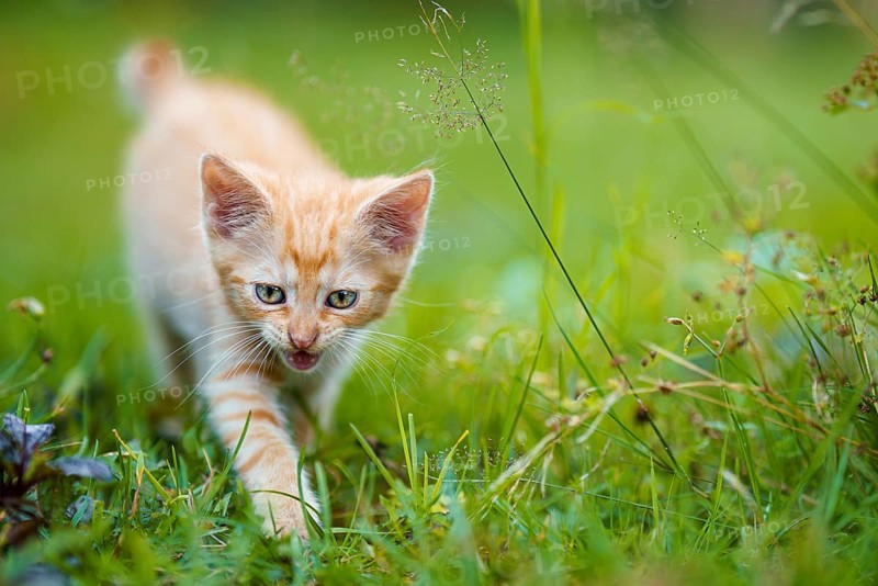 Portrait of a red kitten in the garden. Red kitten with green eyes and with big ears. Animal baby theme