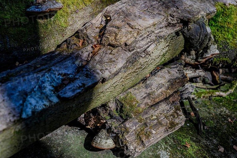 Weathered tree trunks with moss and textures in the forest, Höllbachtal, Upper Palatinate