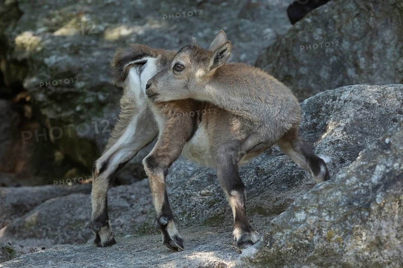 Ibex young animal standing on rock looking back left
