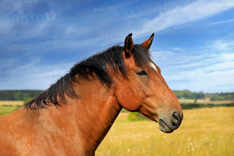 Beautiful bay horse in field on a beautiful day of late summer, seen in profile