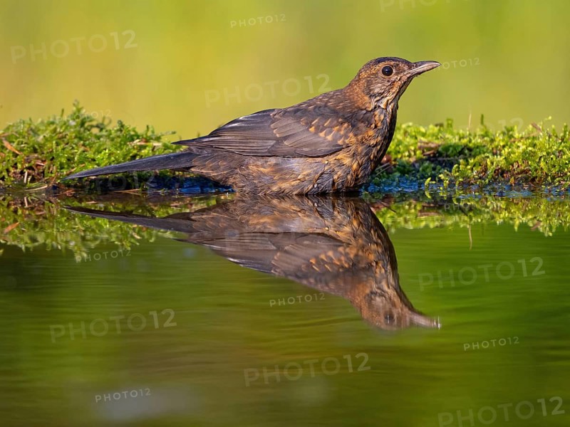 Blackbird (Turdus merula), one, individual, biotope, habitat, perch, water body, garden, Neuhofen, Rhineland-Palatinate, Federal Republic of Germany