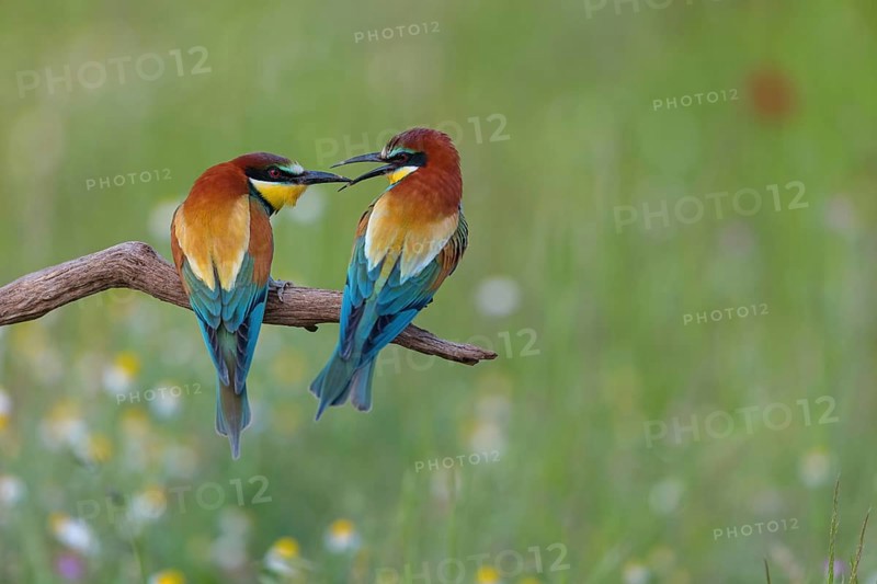 Bee-eater, (Merops apiaster), pair, perch, Tiszaalp-r, Kiskuns-gi National Park, B-cs-Kiskun, Hungary