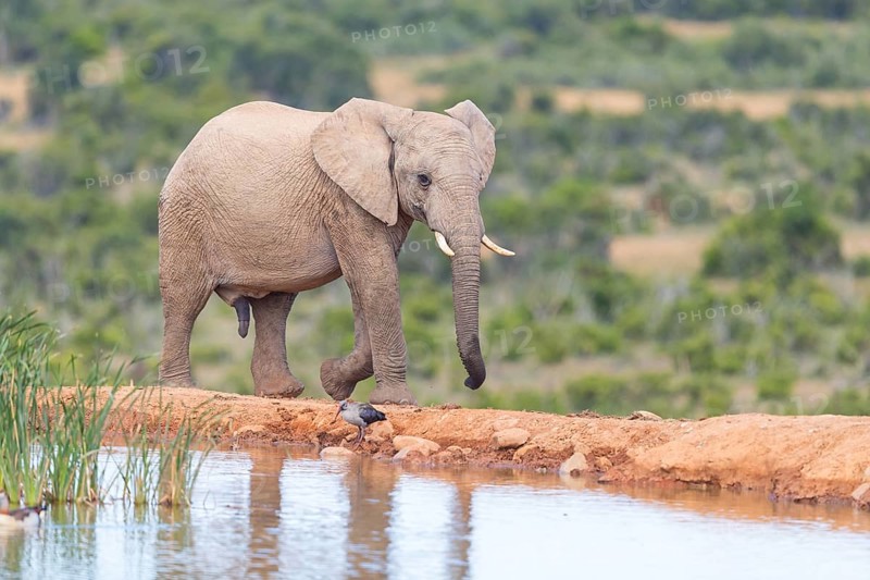 African elephant, (Loxodonta african), Addo Elephant National Park, Addo Camp, Western Cape, South Africa