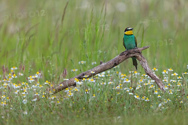 Bee-eater, (Merops apiaster), perch, individual, lateral, Tiszaalpár, Kiskunsági National Park, Bács-Kiskun, Hungary