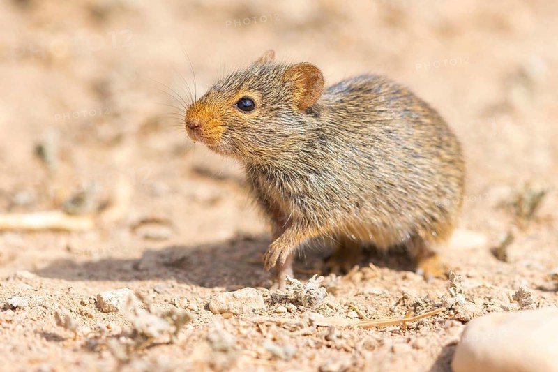 Nile rat, Nile grass rat, (Arvicanthis niloticu) s, Middle East, Oman, Dhofar Governorate, Oman, Dhofar Governorate, Oman