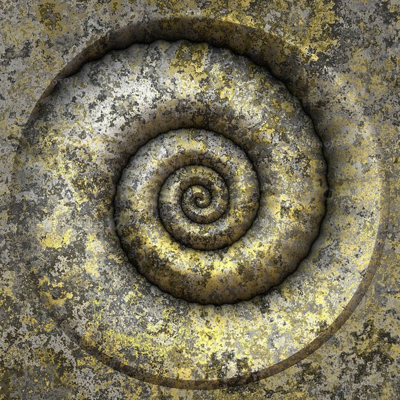 An image of a nice shell petrification