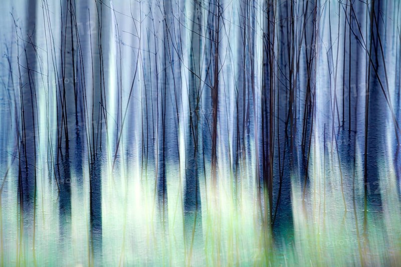 Atmospheric forest, abstract structures, wiping effect, bulb exposure