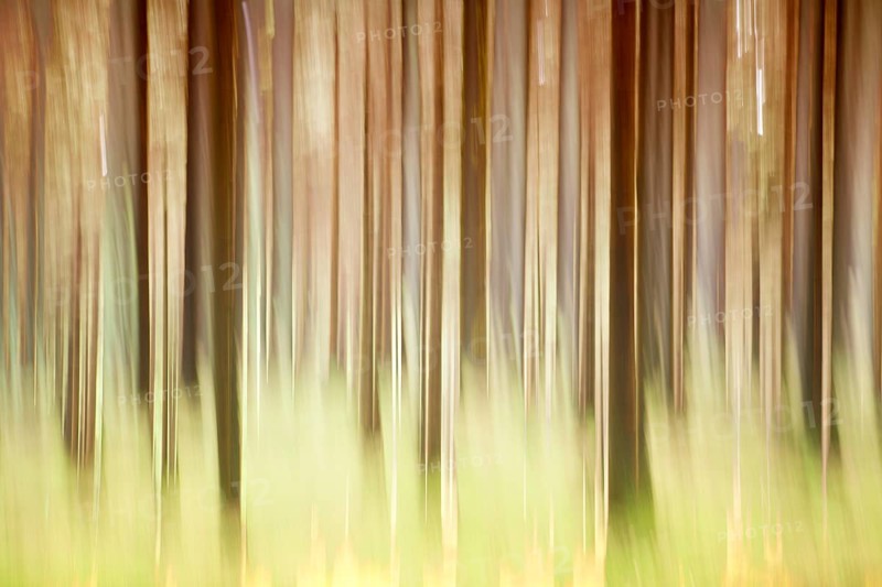 Atmospheric forest, abstract structures, wiping effect, bulb exposure
