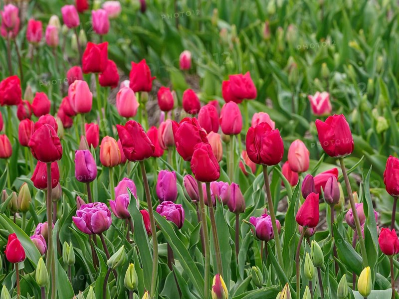 Vibrant tulips in various shades of red and pink bloom in a green field, urk, netherlands