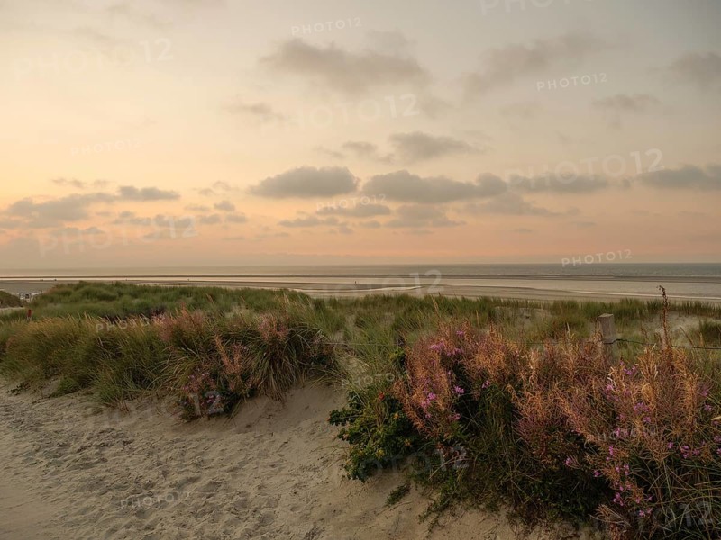 Dune landscape on the beach at sunset with pink sky and scattered clouds in the background, Spiekeroog, north sea, germany
