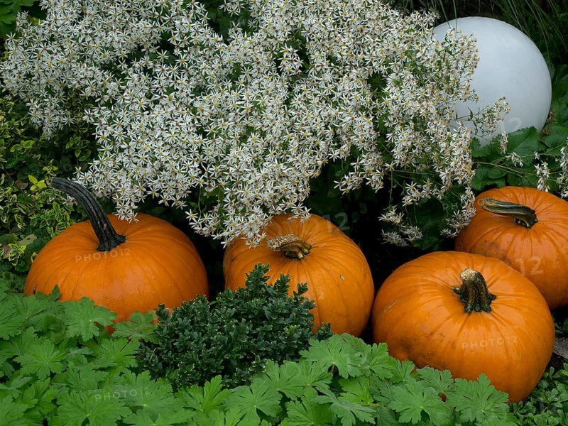 Three pumpkins between white flowers and dense green leaves in the garden, borken, münsterland, germany