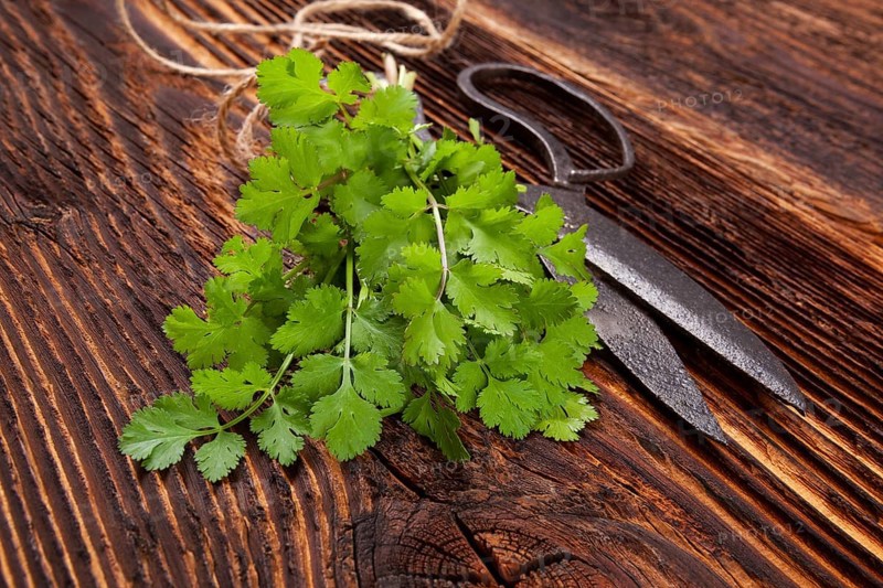 Fresh cilantro on wooden table. Culinary aromatic herbs