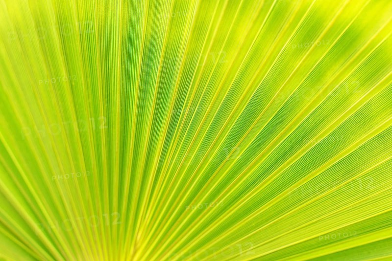 Green texture of palm leaf. Space for your text