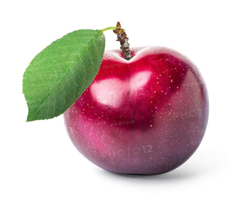 Sweet purple plum isolated on a white background