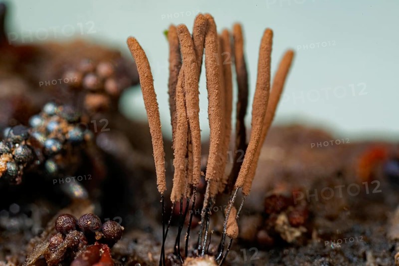 Tufted slime mould fruiting body with some light brown stalks on tree trunk in front of blue sky