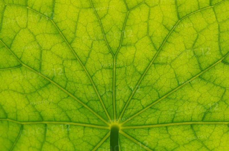Bottom view of the leaf surface of a nasturtium
