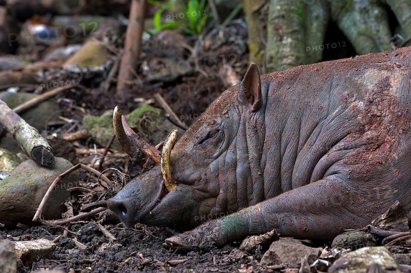 Close up photo of a Babirusa Sulawesi Utara (Babyrousa celebensis)