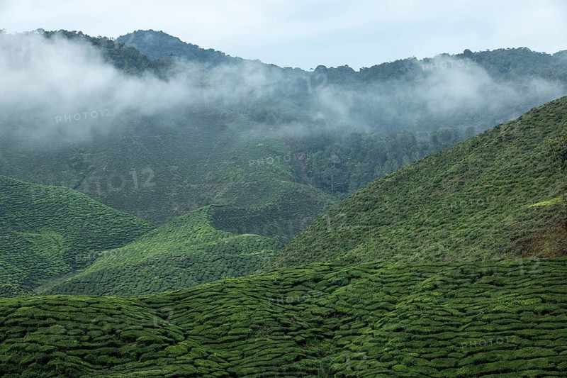 Tea plantation, Cameron Valley Tea, Cameron Highlands, Malaysia, Southeast Asia
