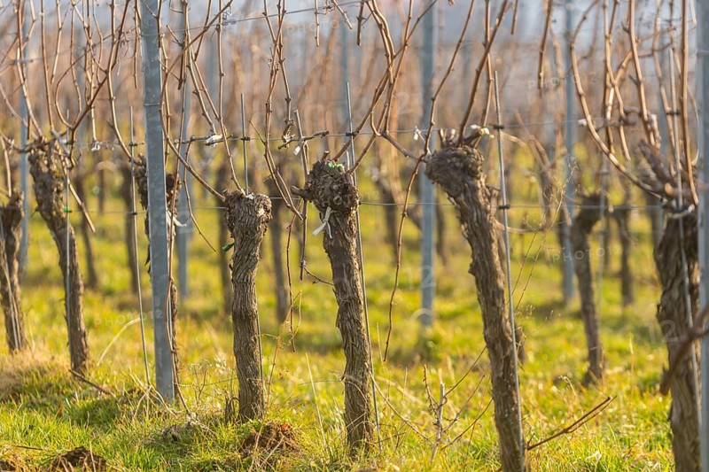 Proschwitz Vineyard, Meissen, Saxony, Germany