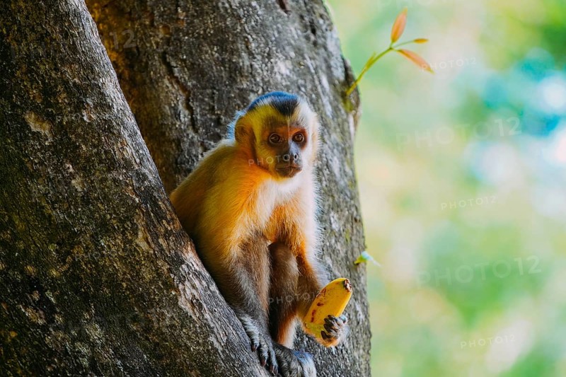 March 21, 2024, Brazil. Capuchin monkey is seen in the tree, in the municipal resort, in Bonito, in Mato Grosso do Sul. The city is one of the main ecotourism destinations in Brazil. Its main attractions are the natural landscapes, diving in rivers with clear waters, waterfalls, caves, caves, sinkholes and spas