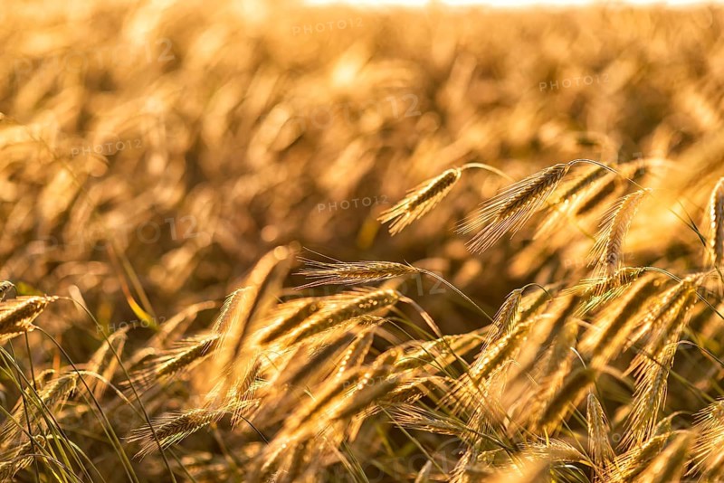 Grain in a field in Europe in July