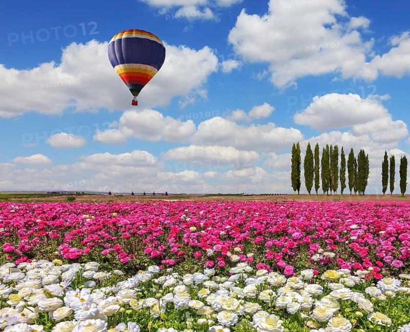 Field of the blossoming buttercups - ranunculus of white and lilac color. Windy spring day. Huge balloon flies over a field