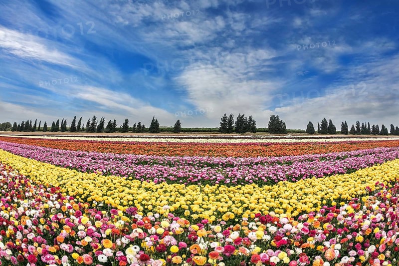 Israeli kibbutz. Picturesque field of buttercups growing strips. The colors of spring