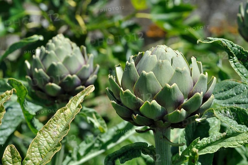 Artichoke in a garden in Brittany