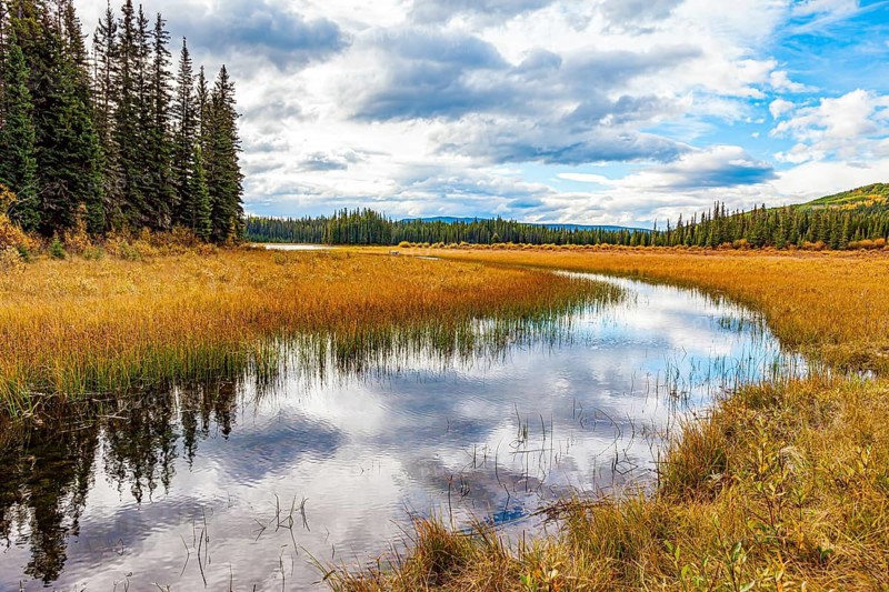 Autumn trip to the west of Canada. Spruce forest edge. The tall grass turned yellow.The smooth lake surface reflects the cloudy sky and slender fir trees
