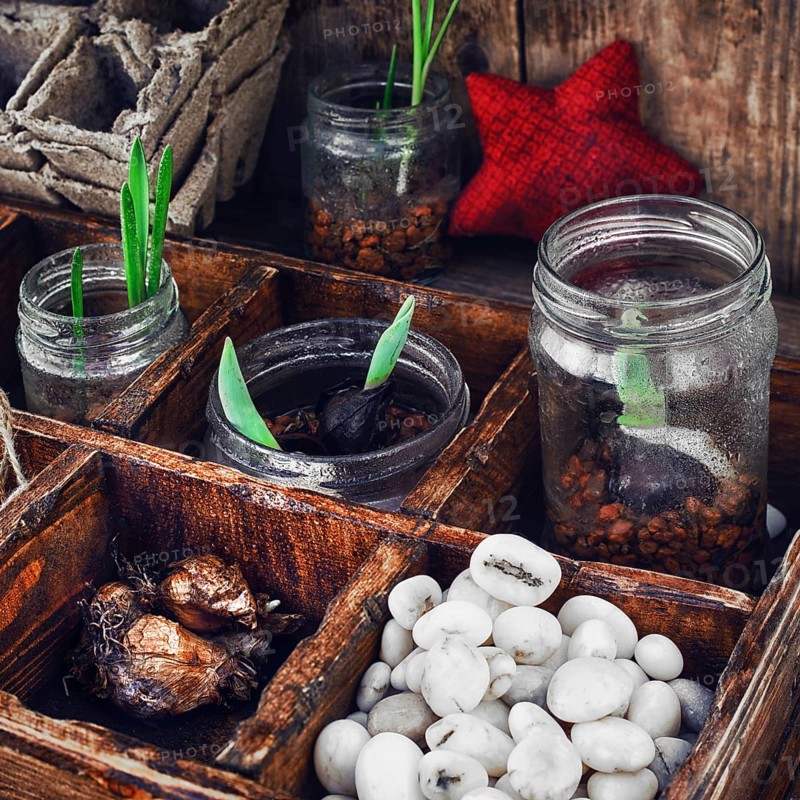 Bulbs and plant shoots and spring flowers in wooden box.view from the top