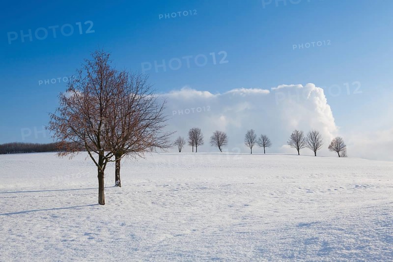 Lonely trees in a winter landscape under blue sky