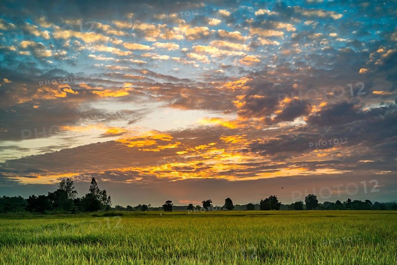 Beautiful sunset at the paddy field in Thailand