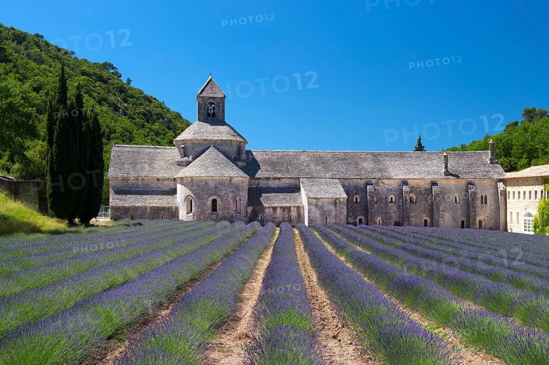 Abbey with lavender fields in French Senanque