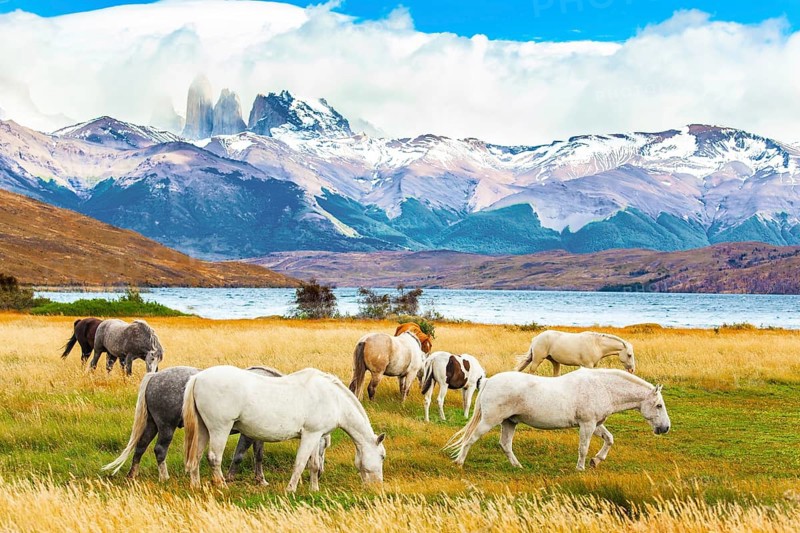 Herd of wild horses graze on the yellow grass. Lagoon Azul is mountain lake near three rocks - torres. The mountain range is covered with eternal snow. The Torres del Paine park in Chile