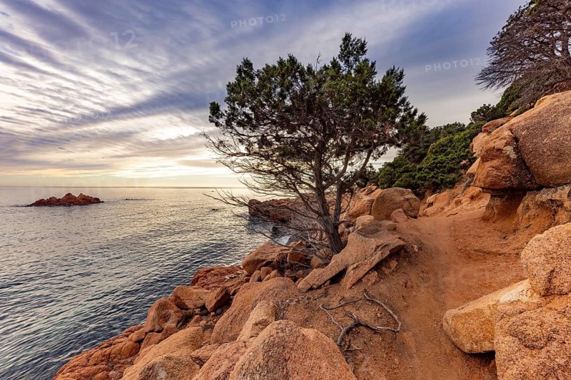 Coastal landscape with bizarre, red rocks and weathered, gnarled trees at sunset over the sea, Spiaggia di Cala E'Luas, Ogliastra, Sardinia, Italy