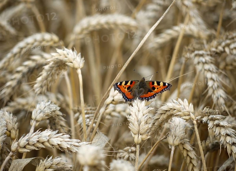Small tortoiseshell