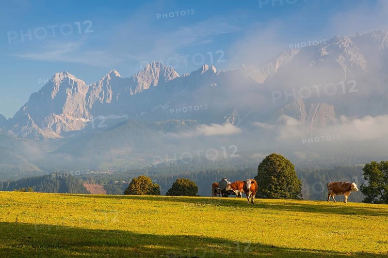 On a farm in the high mountains in Austria