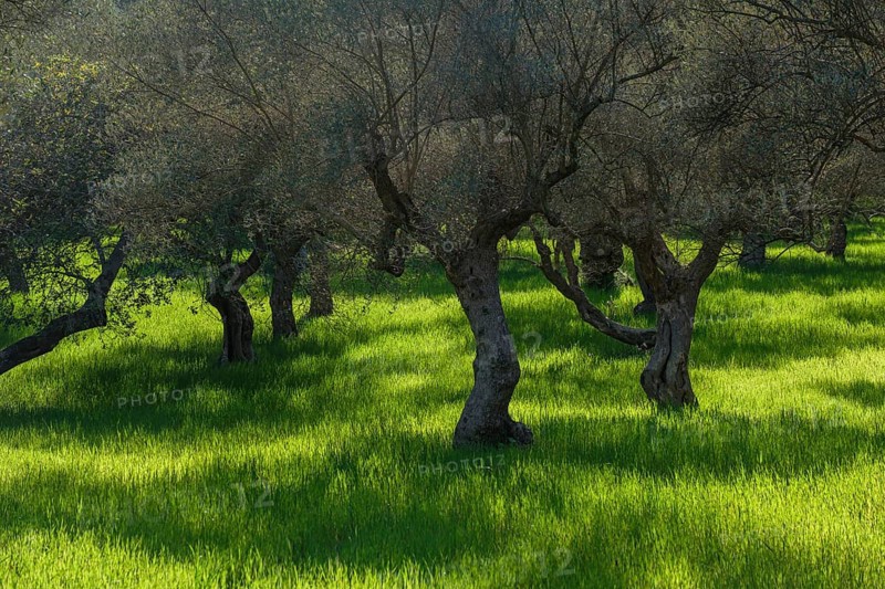 Set of lights and shadows in the olive grove of S'Alqueria d'Avall, Bunyola, Majorca, Balearic Islands, Spain