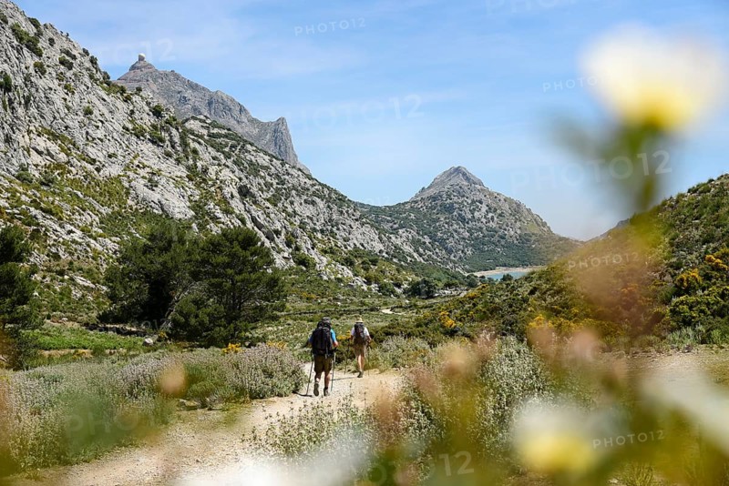 Hikers pass white flower, behind them the Embalse de Cuber reservoir, Tramuntana Mountains, Majorca, Majorca, Balearic Islands, Balearic Islands, Spain