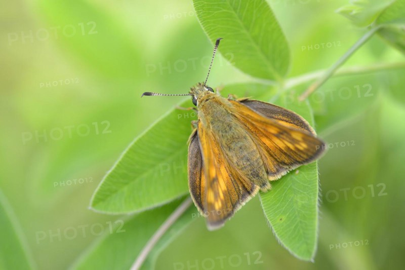 Ochlodes venatus, Rusty coloured skipper, Large skipper on a leaf