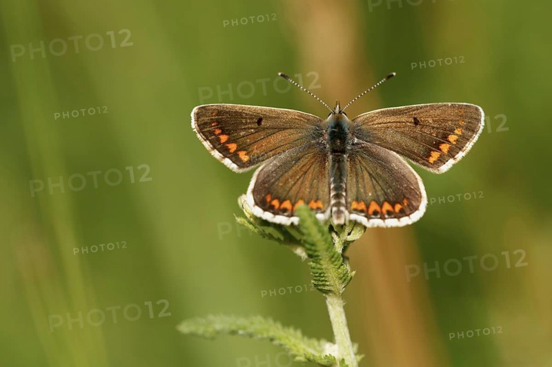 Brown argus (Aricia agestis)